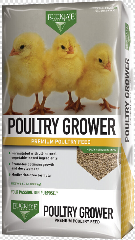 Chicks Png  Transparent PngTransparent PNG