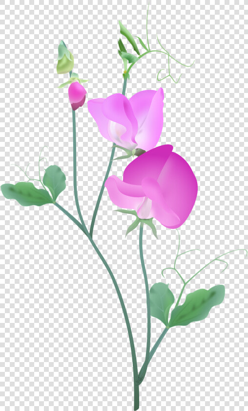 Pink Sweetpea Plant2   Sweet Pea Flower Vector  HD Png DownloadTransparent PNG