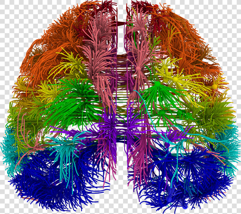 Brain Wiring Diagram  HD Png DownloadTransparent PNG