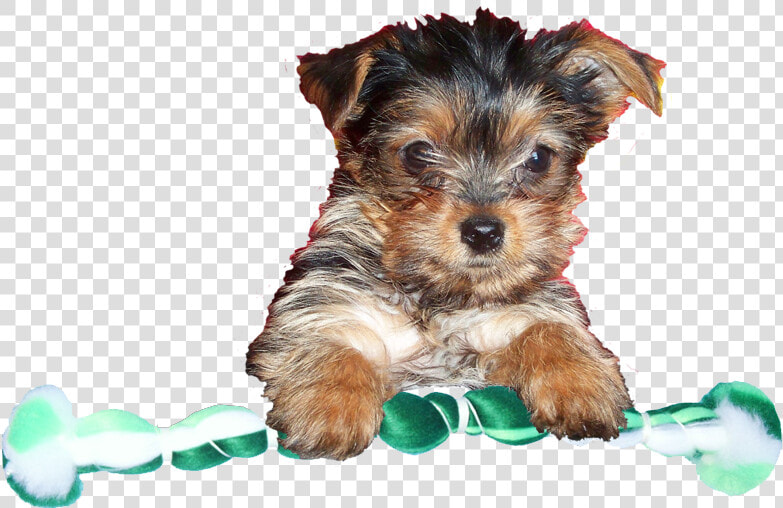 Yorkshire Terrier  HD Png DownloadTransparent PNG