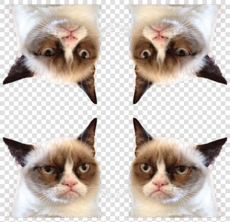 Transparent Grumpy Cat Png   Game Of Thrones Ramsay Joke  Png DownloadTransparent PNG