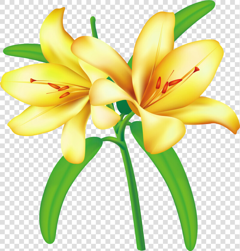 Clipart Border Easter Lily   Yellow Transparent Flowers Png  Png DownloadTransparent PNG