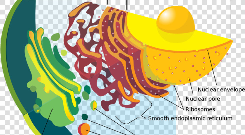 Secretory Vesicles Animal Cell Clipart   Png Download  Transparent PngTransparent PNG