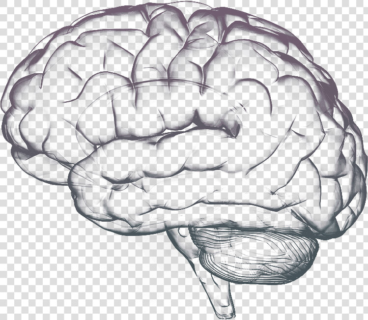 Brain Free Png Image   Brain Free Png  Transparent PngTransparent PNG