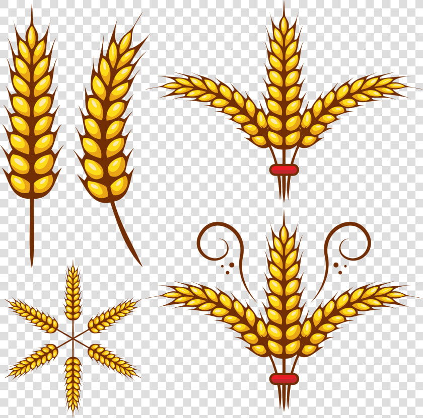 Grains Clipart Wheat Leaf   Wheat Leaves Clipart Png  Transparent PngTransparent PNG