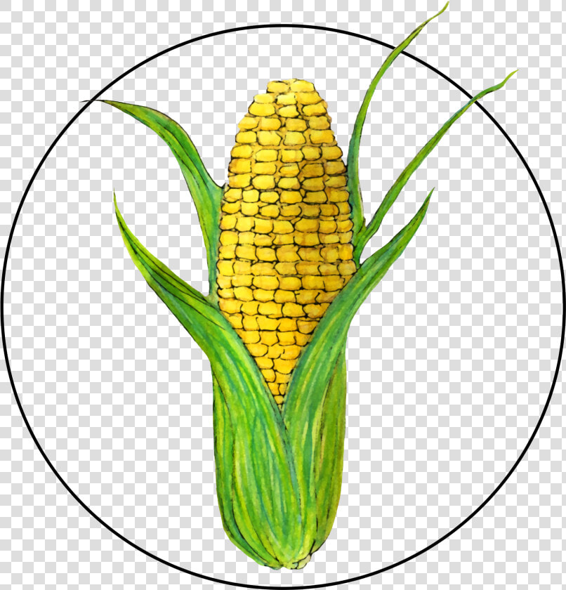 Attribute Motif Corn   Corn Kernels  HD Png DownloadTransparent PNG