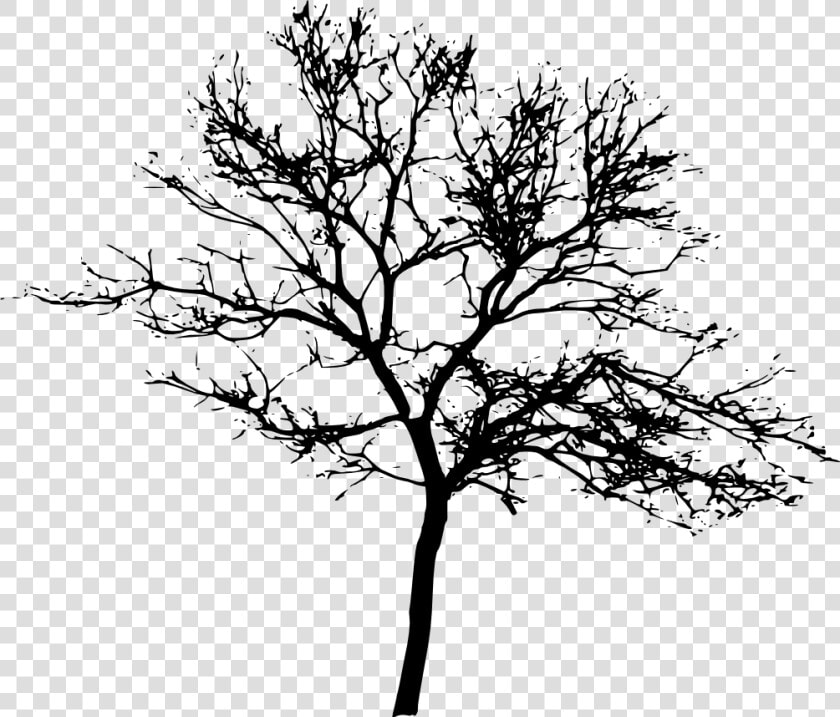  arbol  tree  🌳  shadow  sombra   Tree Silhouette Png Transparent  Png DownloadTransparent PNG