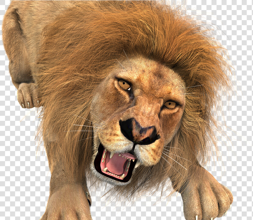 Animal  Lion  Male  King Of The Beasts  Big Cat  Wild   Lion Hunting Transparent Background  HD Png DownloadTransparent PNG