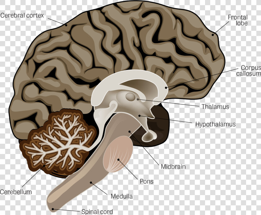 Parkinsons Brain  HD Png DownloadTransparent PNG
