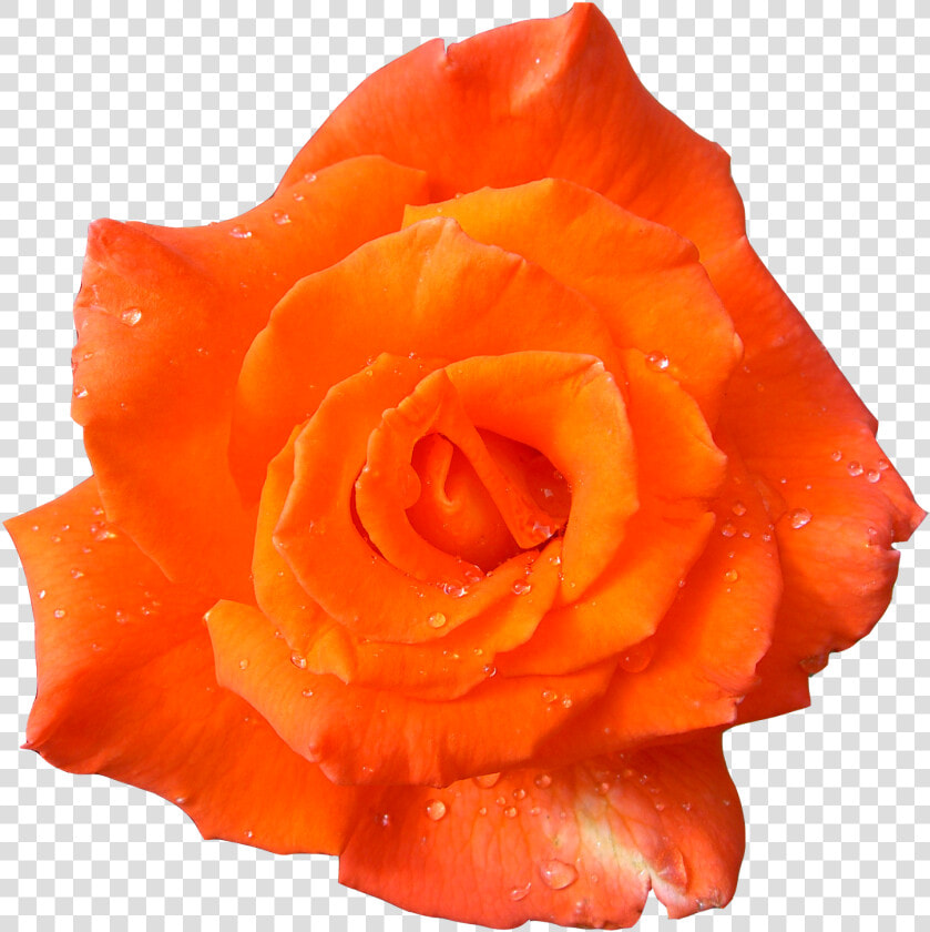 Transparent Orange Rose Png   Orange Flowers With Transparent Background  Png DownloadTransparent PNG