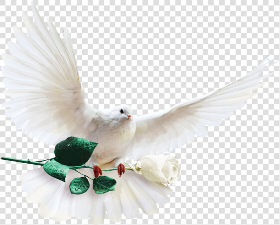 Columbidae Columba Clip Art   White Dove With White Rose  HD Png DownloadTransparent PNG