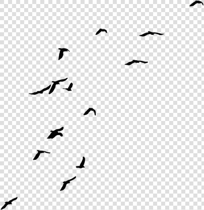 Transparent Background Crows Png Clipart   Png Download   Bird With Invisible Background  Png DownloadTransparent PNG