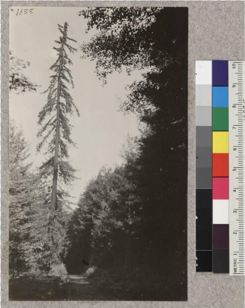 Along Line Of Railroad Of American Redwood Company    Birch  HD Png DownloadTransparent PNG