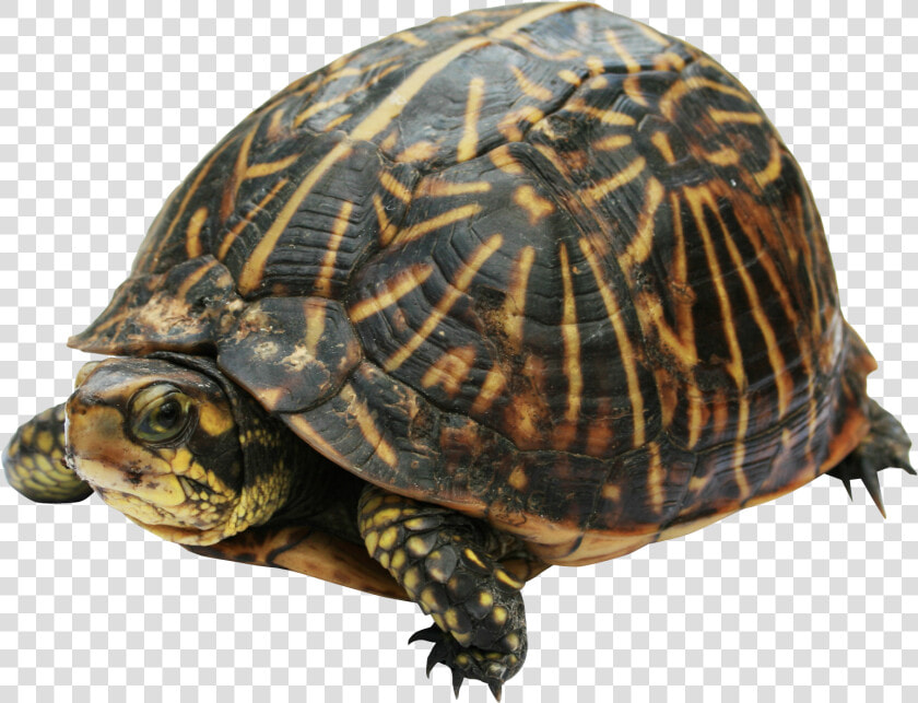 Turtle Png   Box Turtle Png  Transparent PngTransparent PNG