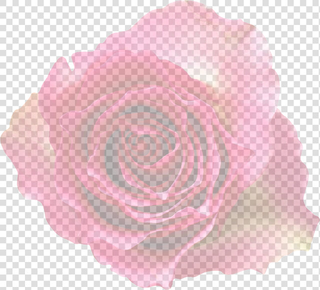 Translucent Transparent Background Rose Transparent  HD Png DownloadTransparent PNG
