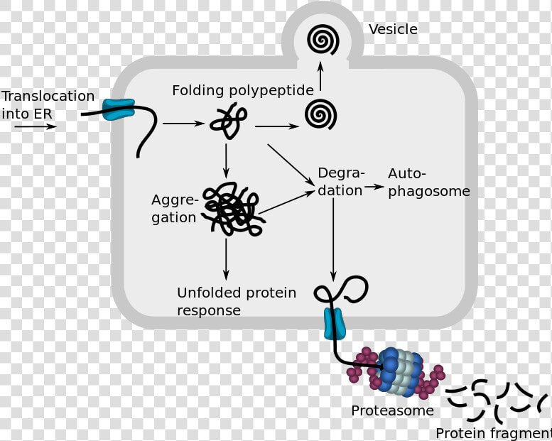 Endoplasmic Reticulum Associated Protein Degradation   Endoplasmic Reticulum Associated Degradation  HD Png DownloadTransparent PNG