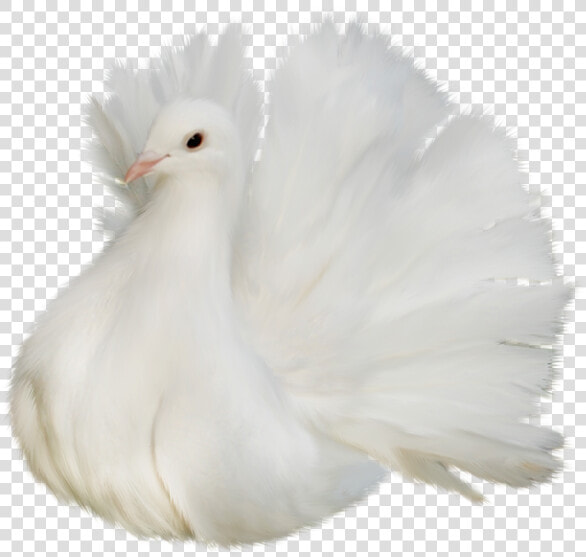 Gorgeous Critters Clipart With Transparent Backgrounds  HD Png DownloadTransparent PNG