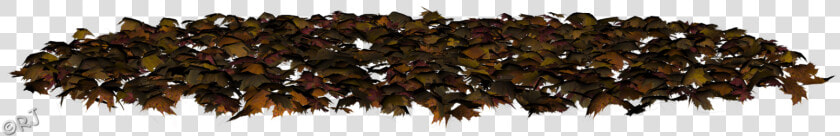 Northern Red Oak  HD Png DownloadTransparent PNG