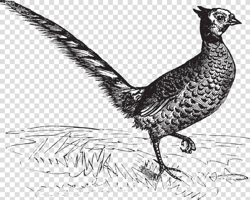 Drawing Pheasant Royalty free Illustration   Fasan Kupferstich  HD Png DownloadTransparent PNG