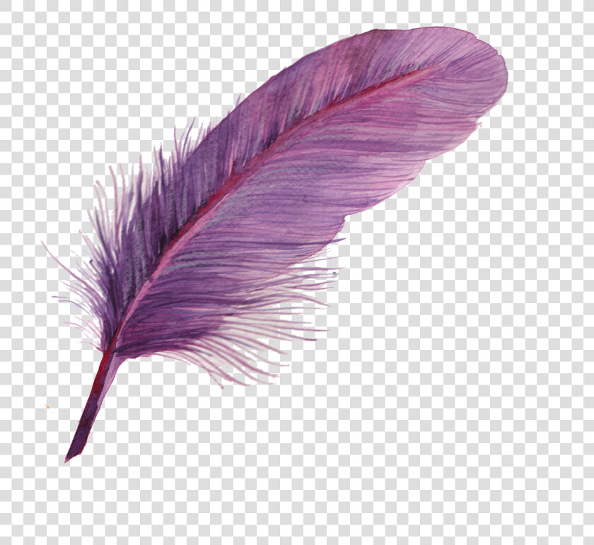 Feather Png Download   Feather Icon  Transparent PngTransparent PNG