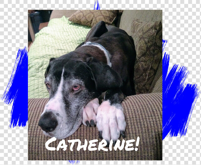 Dog   Great Dane  HD Png DownloadTransparent PNG