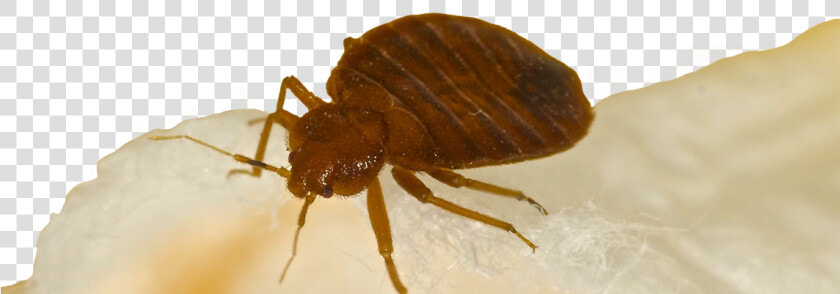 Bed Bugs Bed Bug Treatment Hotel Motel Apartment Exterminator   Flea  HD Png DownloadTransparent PNG