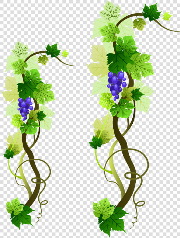 Grapevine Png Picture   Grape Vine Border Png  Transparent PngTransparent PNG