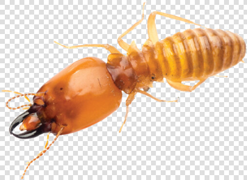 Termite  HD Png DownloadTransparent PNG