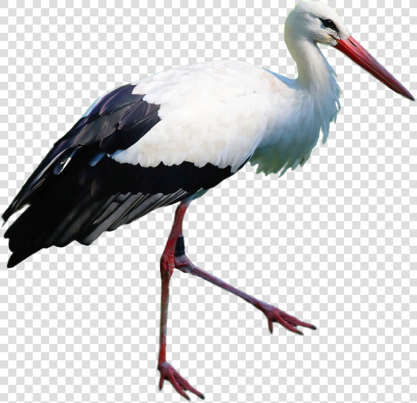 Stork Standing Png Image   Portable Network Graphics  Transparent PngTransparent PNG