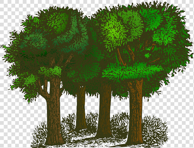 Forest  Trees  Plants  Ecology  Environment  Green   Balance Of Oxygen And Carbon Dioxide  HD Png DownloadTransparent PNG