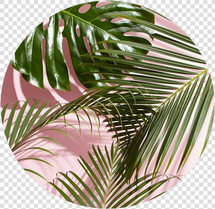 Sticker Stickers Freetoedit Aesthetic Minimalism Bullet   Minimalist Plant Background Aesthetic  HD Png DownloadTransparent PNG