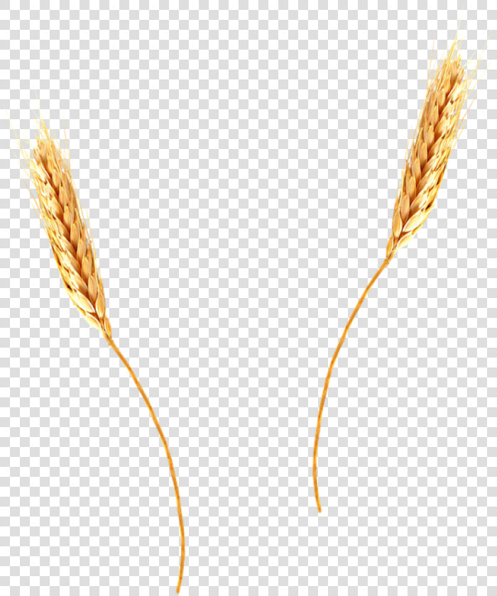 Wheat Png Image   Wheat Straw Transparent Background  Png DownloadTransparent PNG