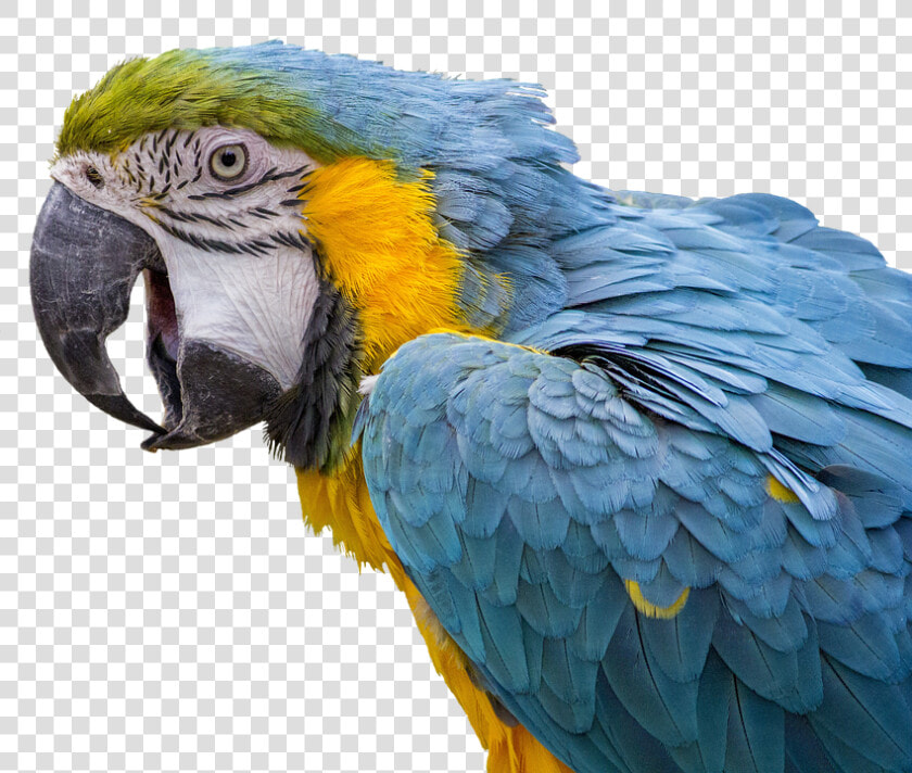 Beautiful Parrots  HD Png DownloadTransparent PNG