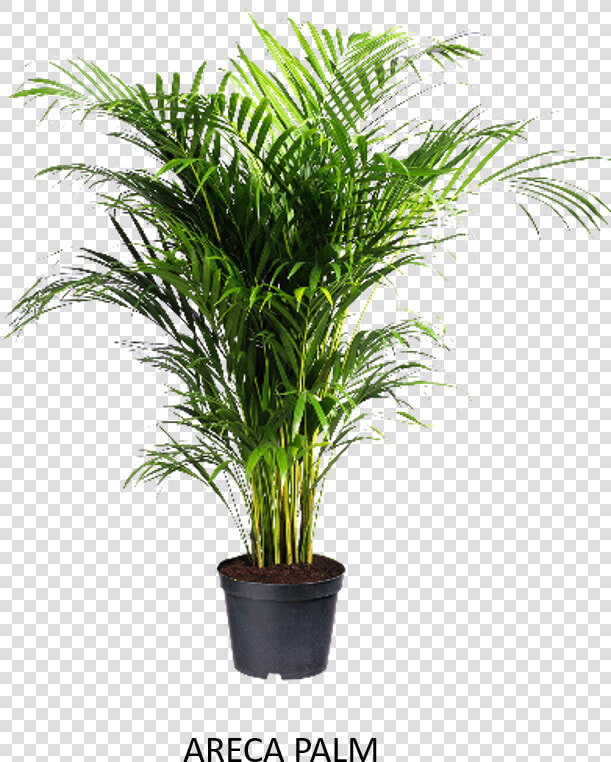 Tulsi Tree Png  Transparent PngTransparent PNG
