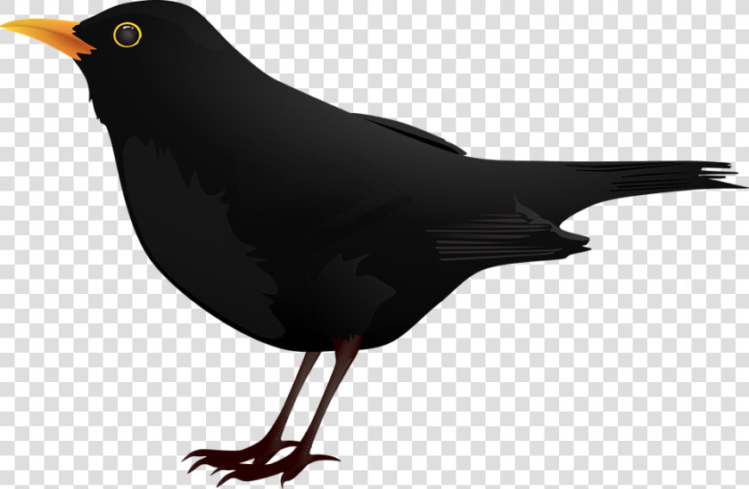 Blackbird Clip Art   Dairy Icon  HD Png DownloadTransparent PNG