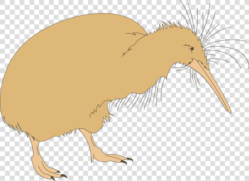 Kiwi Fuzz  HD Png DownloadTransparent PNG