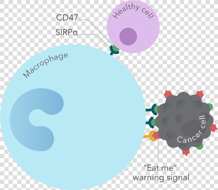 Cancer Cells Abuse A “don’t Eat Me” Signal  Called   Dont Eat Me Signal  HD Png DownloadTransparent PNG