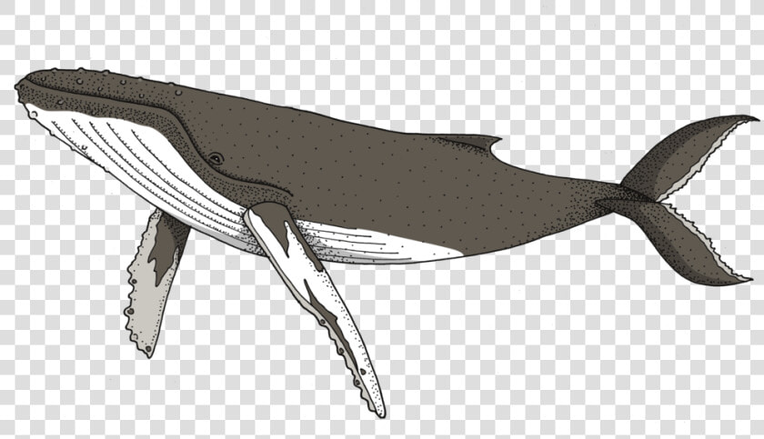 Marine Whale dolphin sperm Whale bottlenose Dolphin blue   Transparent Humpback Whale Clipart  HD Png DownloadTransparent PNG