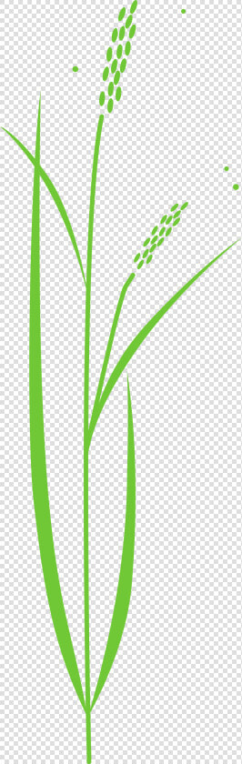 Transparent Plant Clip Art   Rice Plant Free Clipart  HD Png DownloadTransparent PNG