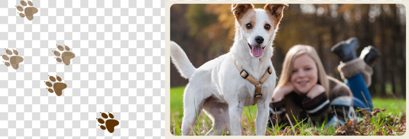 A Dog Enjoying Our Dog And Cat Boarding Services In   Dog  HD Png DownloadTransparent PNG