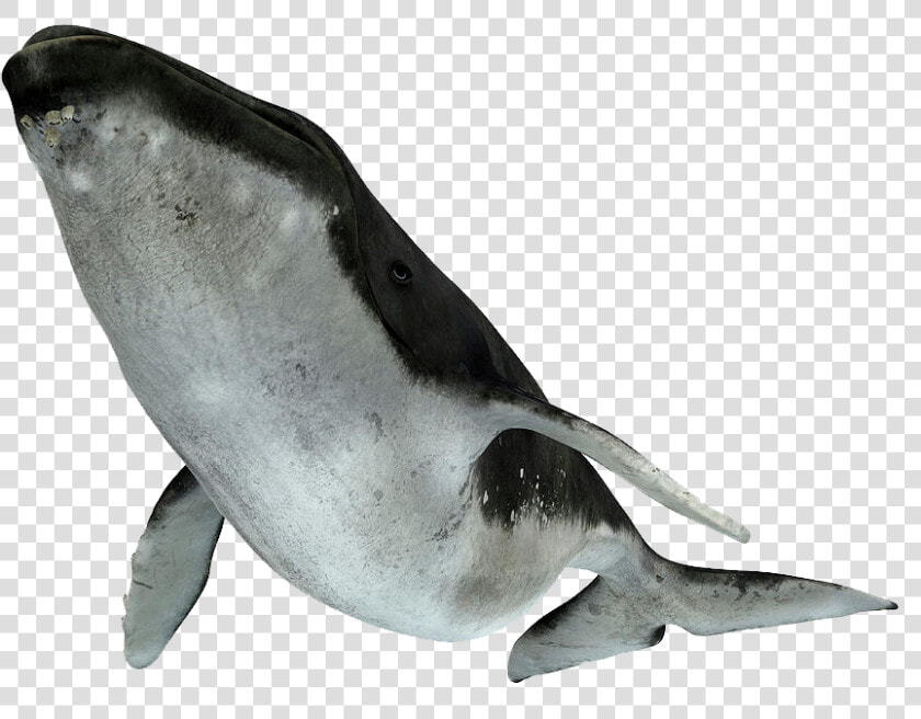 Whale Png Image Download   Humpback Whale White Background  Transparent PngTransparent PNG
