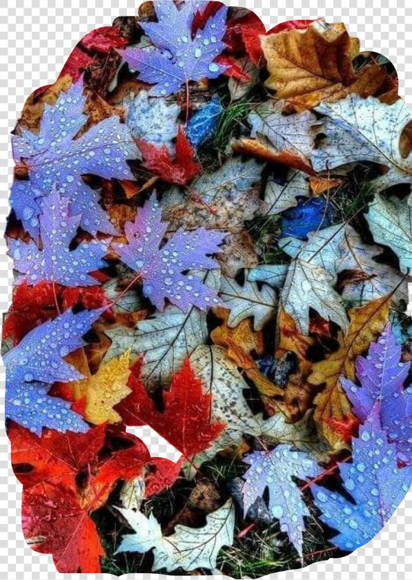  leaves  fall  colors  autumn  dew  raindrops  ground   Autumn Leaves  HD Png DownloadTransparent PNG