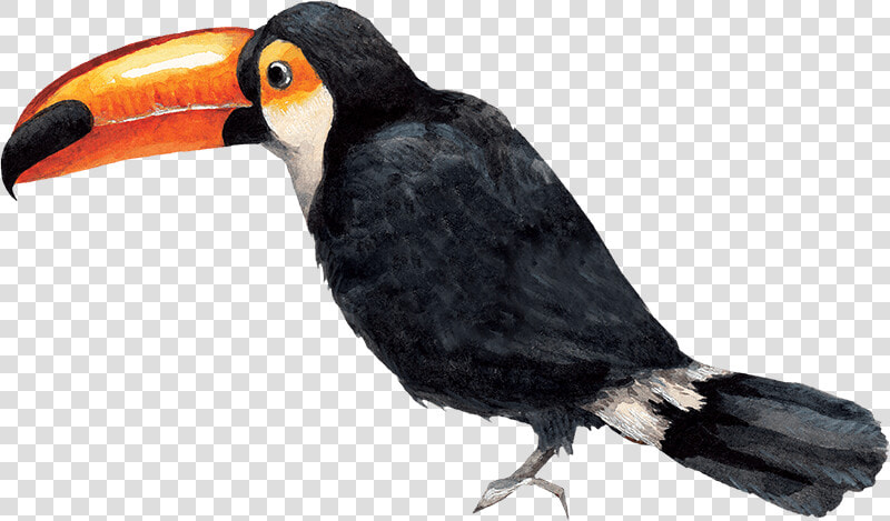 Toucan   Png Download   Toucan  Transparent PngTransparent PNG