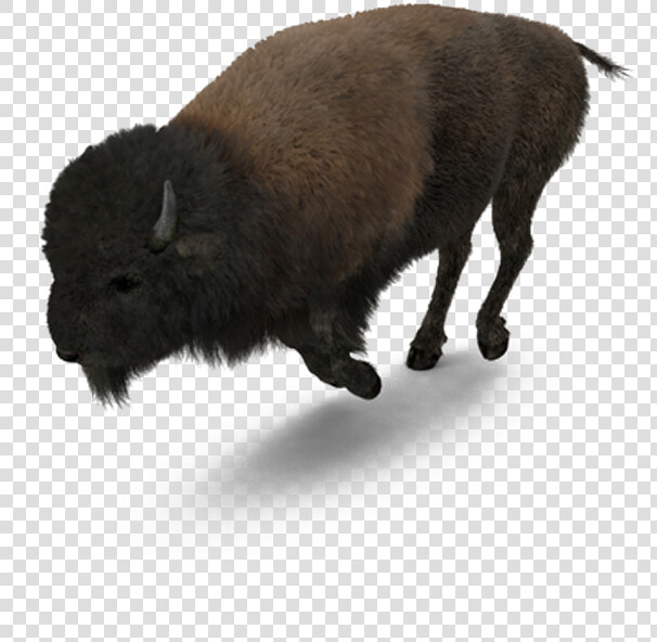 Buffalo American Bison   American Buffalo Png  Transparent PngTransparent PNG