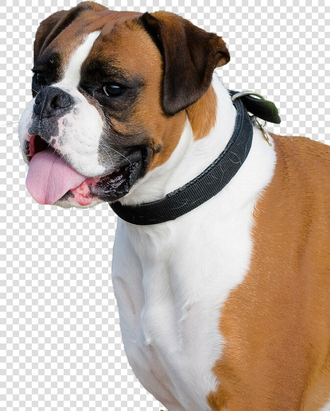 Boxer Dog Png Transparent Image   Png Of Boxer Dog  Png DownloadTransparent PNG