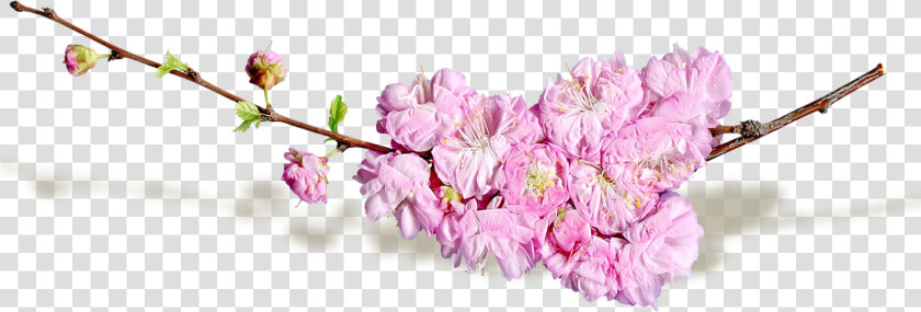 Cut Flowers Blog   Transparent Spring Flower Png  Png DownloadTransparent PNG