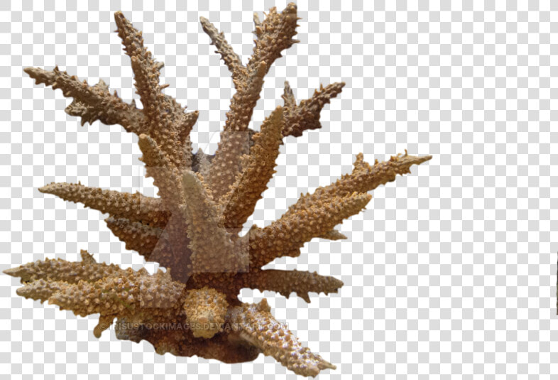 Coral Png Photo   Coral  png  Transparent PngTransparent PNG