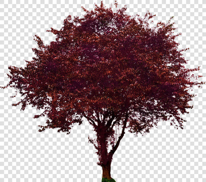Portable Network Graphics Clip Art Transparency Image   Aboles De Roble Png  Transparent PngTransparent PNG