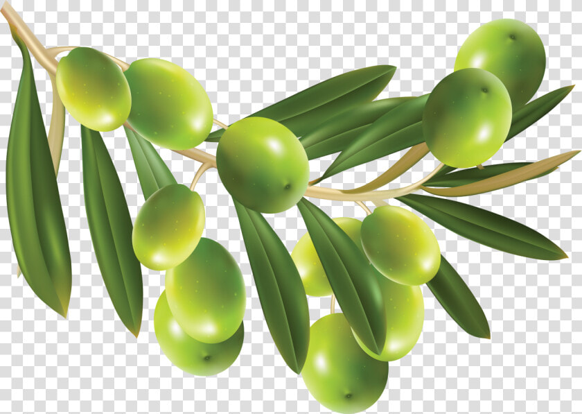 Olives Png Image   Olives Png  Transparent PngTransparent PNG