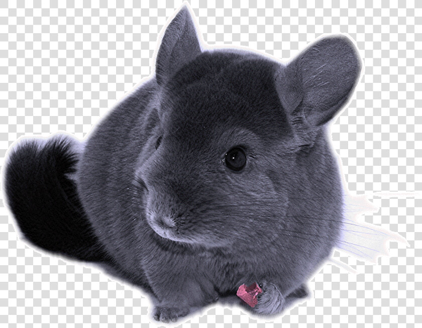 Transparent Chinchilla Png   Chinchilla Clear Background  Png DownloadTransparent PNG